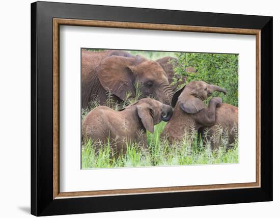 Africa. Tanzania. African elephants at Tarangire National Park,-Ralph H. Bendjebar-Framed Photographic Print