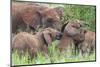Africa. Tanzania. African elephants at Tarangire National Park,-Ralph H. Bendjebar-Mounted Photographic Print