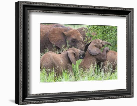 Africa. Tanzania. African elephants at Tarangire National Park,-Ralph H. Bendjebar-Framed Photographic Print