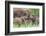 Africa. Tanzania. African elephants at Tarangire National Park,-Ralph H. Bendjebar-Framed Photographic Print