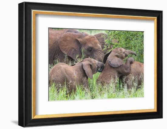 Africa. Tanzania. African elephants at Tarangire National Park,-Ralph H. Bendjebar-Framed Photographic Print