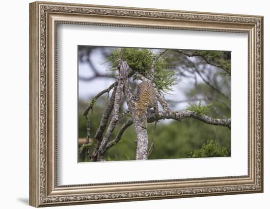 Africa. Tanzania. African leopard descending a tree, Serengeti National Park.-Ralph H. Bendjebar-Framed Photographic Print