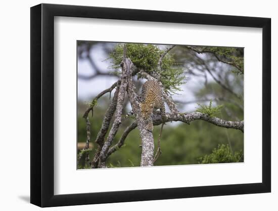 Africa. Tanzania. African leopard descending a tree, Serengeti National Park.-Ralph H. Bendjebar-Framed Photographic Print