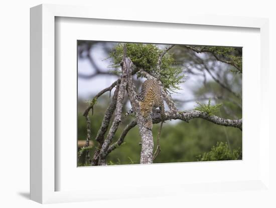 Africa. Tanzania. African leopard descending a tree, Serengeti National Park.-Ralph H. Bendjebar-Framed Photographic Print