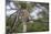 Africa. Tanzania. African leopard descending a tree, Serengeti National Park.-Ralph H. Bendjebar-Mounted Photographic Print