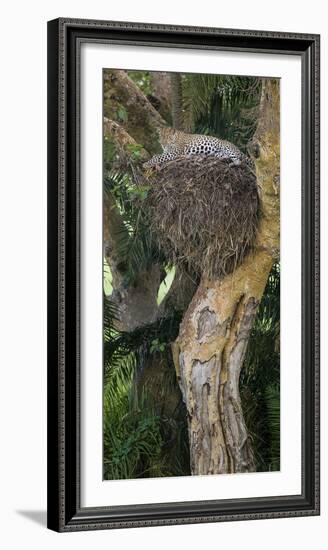 Africa. Tanzania. African leopard in a tree, Serengeti National Park.-Ralph H. Bendjebar-Framed Photographic Print