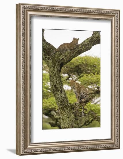 Africa. Tanzania. African leopard mother and cub in a tree, Serengeti National Park.-Ralph H. Bendjebar-Framed Photographic Print