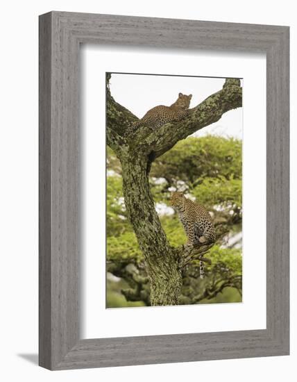 Africa. Tanzania. African leopard mother and cub in a tree, Serengeti National Park.-Ralph H. Bendjebar-Framed Photographic Print