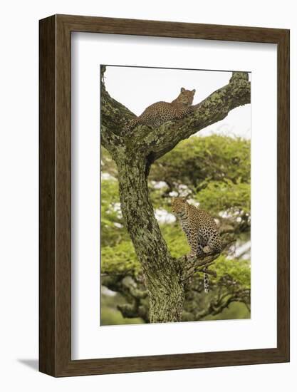 Africa. Tanzania. African leopard mother and cub in a tree, Serengeti National Park.-Ralph H. Bendjebar-Framed Photographic Print