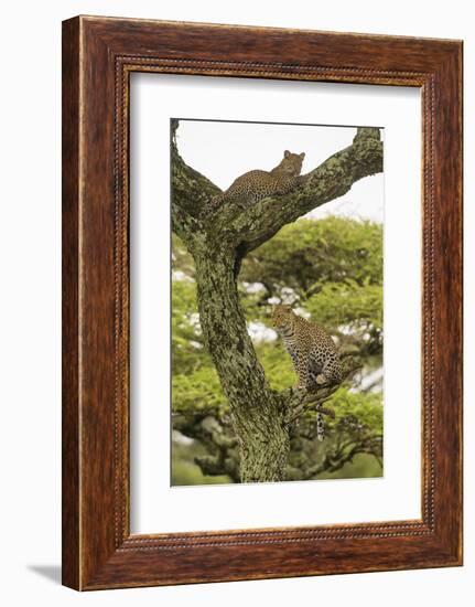 Africa. Tanzania. African leopard mother and cub in a tree, Serengeti National Park.-Ralph H. Bendjebar-Framed Photographic Print