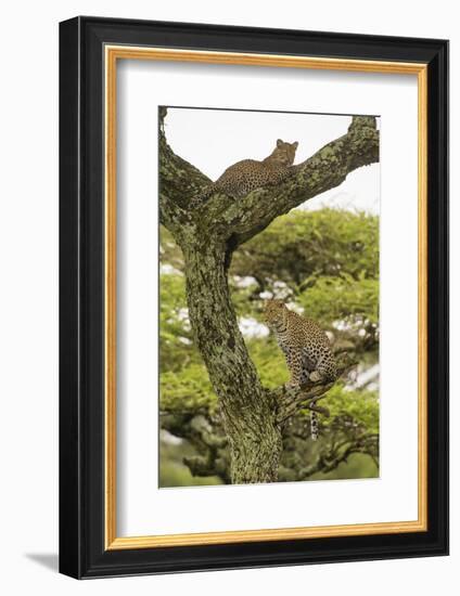 Africa. Tanzania. African leopard mother and cub in a tree, Serengeti National Park.-Ralph H. Bendjebar-Framed Photographic Print