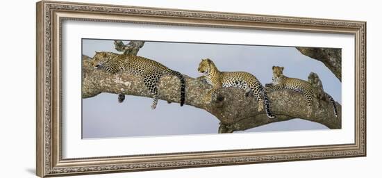 Africa. Tanzania. African leopard mother and cubs in a tree, Serengeti National Park.-Ralph H. Bendjebar-Framed Photographic Print