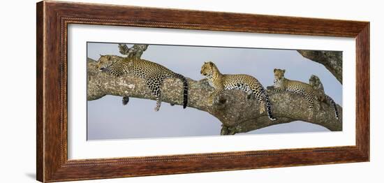 Africa. Tanzania. African leopard mother and cubs in a tree, Serengeti National Park.-Ralph H. Bendjebar-Framed Photographic Print