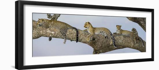 Africa. Tanzania. African leopard mother and cubs in a tree, Serengeti National Park.-Ralph H. Bendjebar-Framed Photographic Print