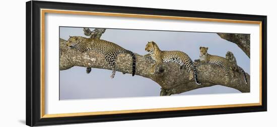 Africa. Tanzania. African leopard mother and cubs in a tree, Serengeti National Park.-Ralph H. Bendjebar-Framed Photographic Print