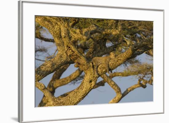 Africa. Tanzania. African leopard napping in a tree, Serengeti National Park.-Ralph H. Bendjebar-Framed Premium Photographic Print