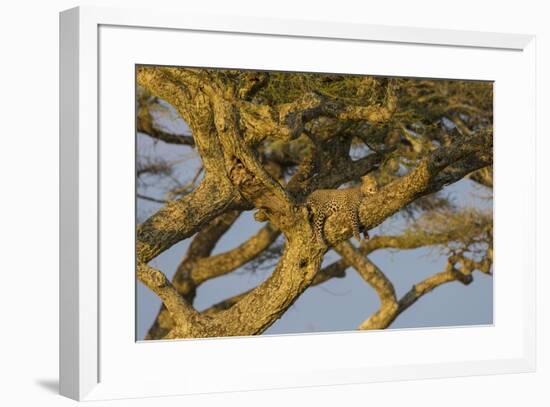 Africa. Tanzania. African leopard napping in a tree, Serengeti National Park.-Ralph H. Bendjebar-Framed Premium Photographic Print