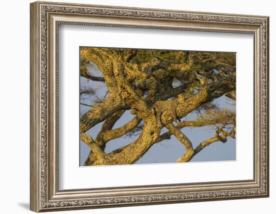 Africa. Tanzania. African leopard napping in a tree, Serengeti National Park.-Ralph H. Bendjebar-Framed Photographic Print