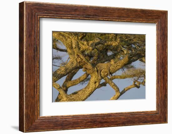 Africa. Tanzania. African leopard napping in a tree, Serengeti National Park.-Ralph H. Bendjebar-Framed Photographic Print