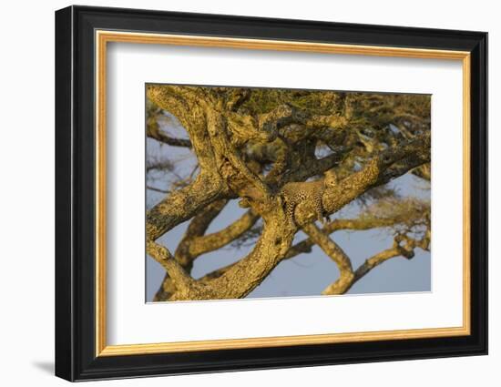 Africa. Tanzania. African leopard napping in a tree, Serengeti National Park.-Ralph H. Bendjebar-Framed Photographic Print