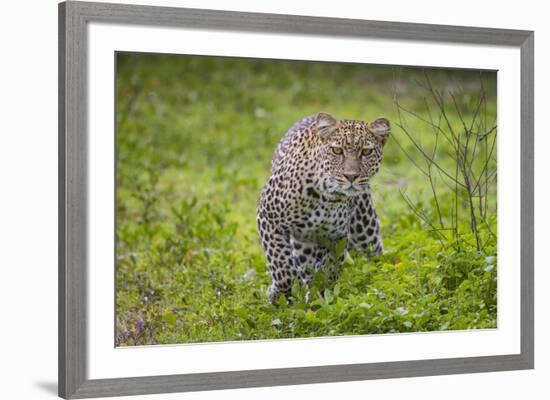 Africa. Tanzania. African leopard stalking prey, Serengeti National Park.-Ralph H. Bendjebar-Framed Premium Photographic Print