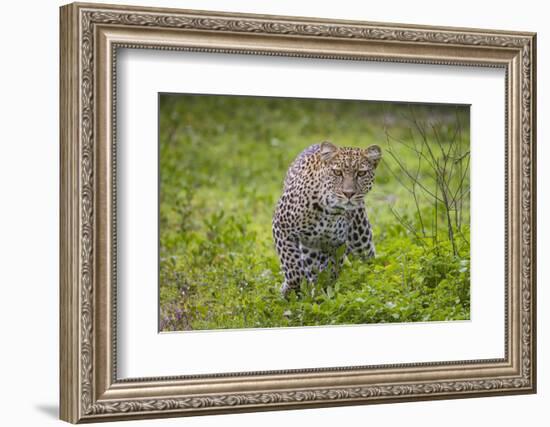 Africa. Tanzania. African leopard stalking prey, Serengeti National Park.-Ralph H. Bendjebar-Framed Photographic Print