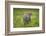 Africa. Tanzania. African leopard stalking prey, Serengeti National Park.-Ralph H. Bendjebar-Framed Photographic Print