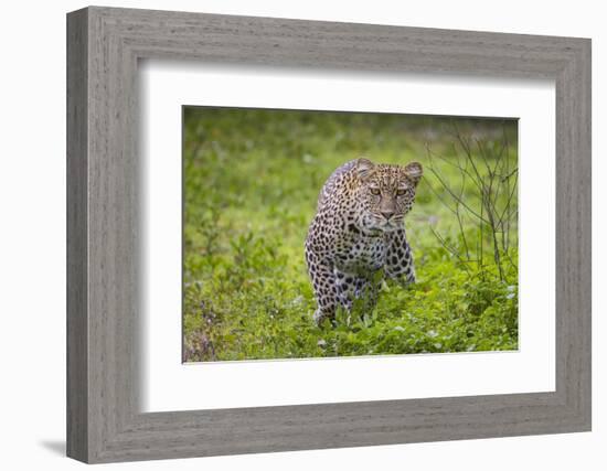 Africa. Tanzania. African leopard stalking prey, Serengeti National Park.-Ralph H. Bendjebar-Framed Photographic Print