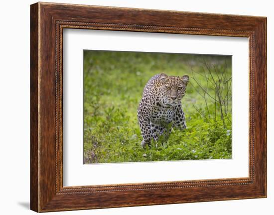 Africa. Tanzania. African leopard stalking prey, Serengeti National Park.-Ralph H. Bendjebar-Framed Photographic Print