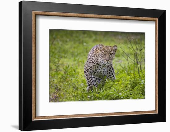 Africa. Tanzania. African leopard stalking prey, Serengeti National Park.-Ralph H. Bendjebar-Framed Photographic Print