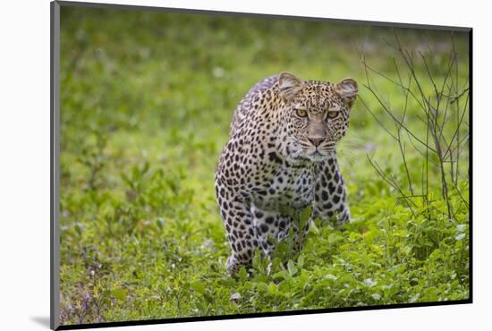 Africa. Tanzania. African leopard stalking prey, Serengeti National Park.-Ralph H. Bendjebar-Mounted Photographic Print