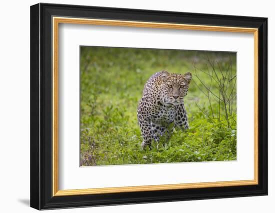 Africa. Tanzania. African leopard stalking prey, Serengeti National Park.-Ralph H. Bendjebar-Framed Photographic Print