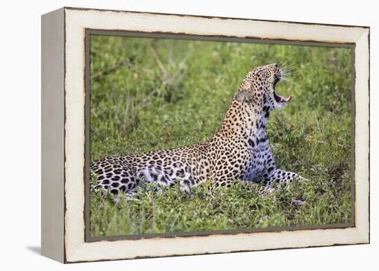 Africa. Tanzania. African leopard yawning, Serengeti National Park.-Ralph H. Bendjebar-Framed Premier Image Canvas