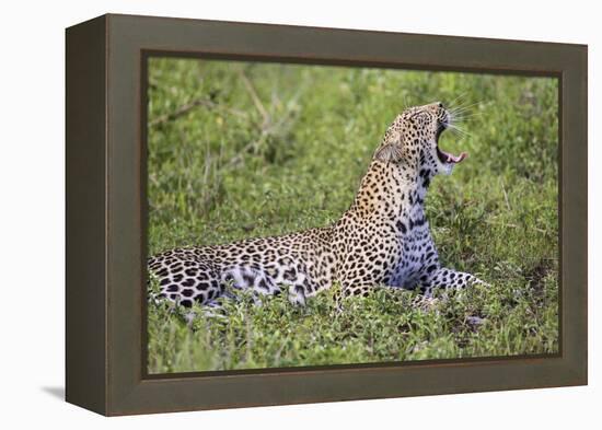 Africa. Tanzania. African leopard yawning, Serengeti National Park.-Ralph H. Bendjebar-Framed Premier Image Canvas