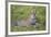 Africa. Tanzania. African leopard yawning, Serengeti National Park.-Ralph H. Bendjebar-Framed Premium Photographic Print