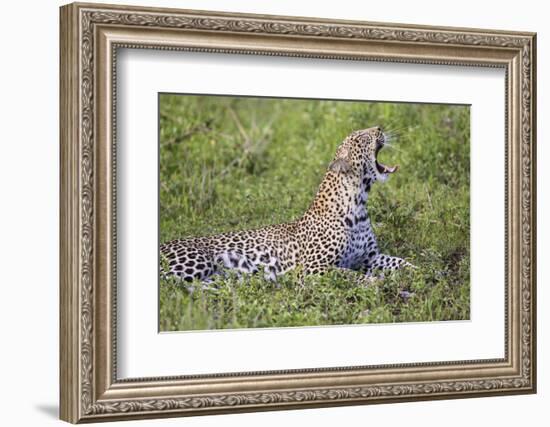 Africa. Tanzania. African leopard yawning, Serengeti National Park.-Ralph H. Bendjebar-Framed Photographic Print