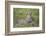 Africa. Tanzania. African leopard yawning, Serengeti National Park.-Ralph H. Bendjebar-Framed Photographic Print