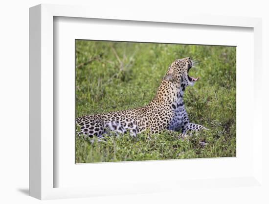 Africa. Tanzania. African leopard yawning, Serengeti National Park.-Ralph H. Bendjebar-Framed Photographic Print