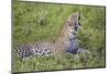 Africa. Tanzania. African leopard yawning, Serengeti National Park.-Ralph H. Bendjebar-Mounted Photographic Print