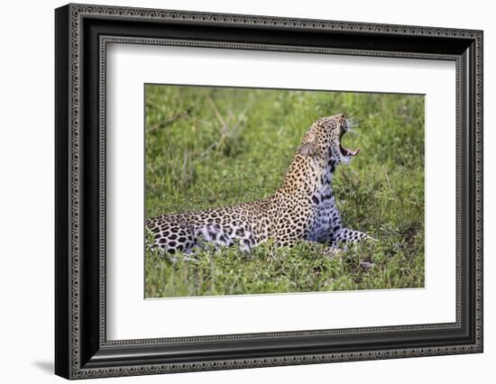 Africa. Tanzania. African leopard yawning, Serengeti National Park.-Ralph H. Bendjebar-Framed Photographic Print