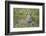 Africa. Tanzania. African leopard yawning, Serengeti National Park.-Ralph H. Bendjebar-Framed Photographic Print