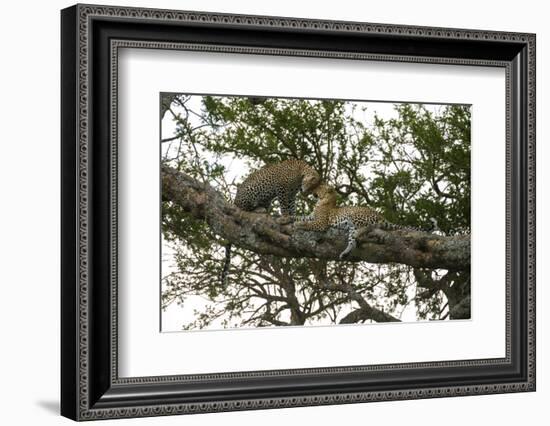 Africa. Tanzania. African leopards in a tree, Serengeti National Park.-Ralph H. Bendjebar-Framed Photographic Print