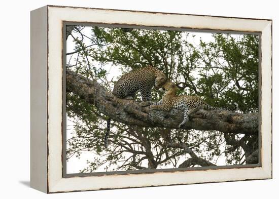 Africa. Tanzania. African leopards in a tree, Serengeti National Park.-Ralph H. Bendjebar-Framed Premier Image Canvas