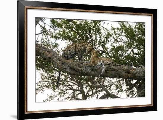 Africa. Tanzania. African leopards in a tree, Serengeti National Park.-Ralph H. Bendjebar-Framed Premium Photographic Print