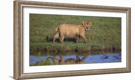 Africa. Tanzania. African Lion at Ndutu, Serengeti National Park.-Ralph H. Bendjebar-Framed Photographic Print