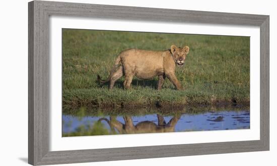 Africa. Tanzania. African Lion at Ndutu, Serengeti National Park.-Ralph H. Bendjebar-Framed Photographic Print