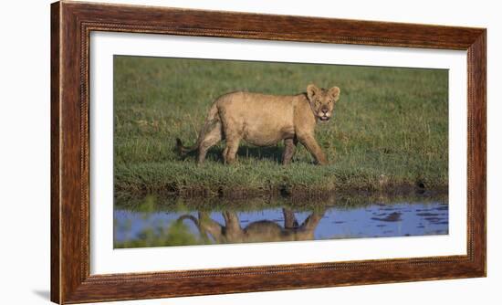 Africa. Tanzania. African Lion at Ndutu, Serengeti National Park.-Ralph H. Bendjebar-Framed Photographic Print