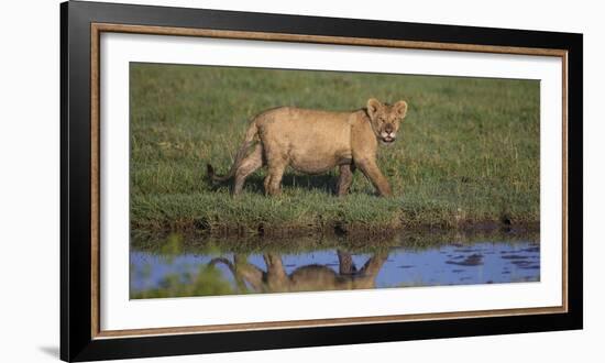 Africa. Tanzania. African Lion at Ndutu, Serengeti National Park.-Ralph H. Bendjebar-Framed Photographic Print