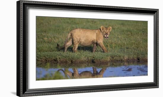 Africa. Tanzania. African Lion at Ndutu, Serengeti National Park.-Ralph H. Bendjebar-Framed Photographic Print