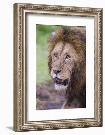 Africa. Tanzania. African Lion at Ngorongoro crater in the Ngorongoro Conservation Area.-Ralph H. Bendjebar-Framed Photographic Print